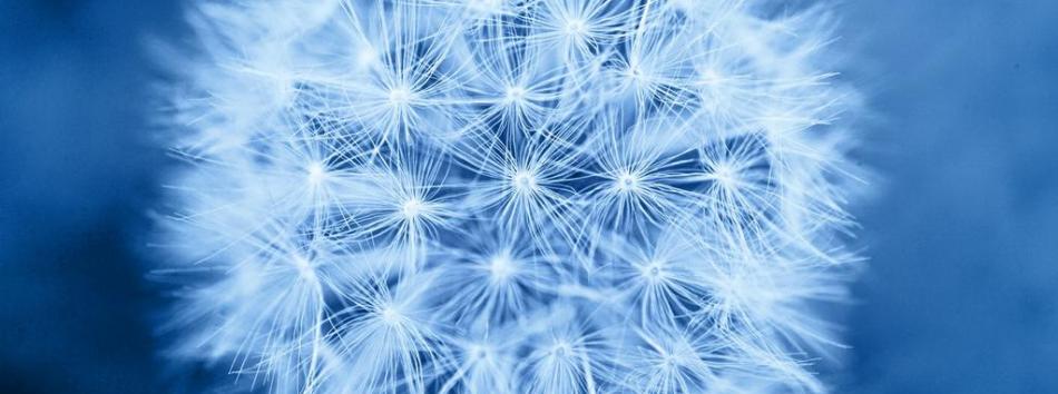 1385475523_0_access_blue_dandelion_high_res[1]_full-1a935541d0038f821de1630bcd349ff2.jpeg